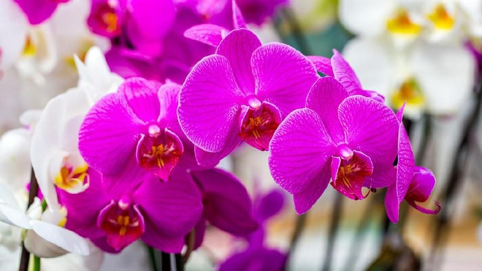 Anggrek Bulan Close-up of beautiful Pink Moon Orchid, Phalaenopsis amabilis, with dark streaks. Selective focus
