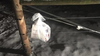 Nyangkut di pagar. Foto: Bored Panda