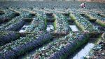 Kemarau Panjang, Petani Padi Beralih Tanam Kembang Kol