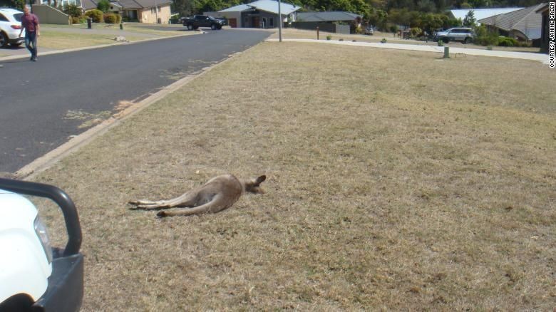 Kasihan! 20 Kanguru Mati dalam Insiden Tabrak Lari di Australia Kasihan! 20 Kanguru Mati dalam Insiden Tabrak Lari di Australia