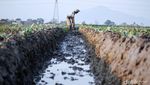 Kemarau Panjang, Petani Padi Beralih Tanam Kembang Kol