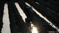Untuk menyiram tanaman tersebut, para petani memanfaatkan pompa air dan menyedot air di sungai yang lokasinya cukup jauh.