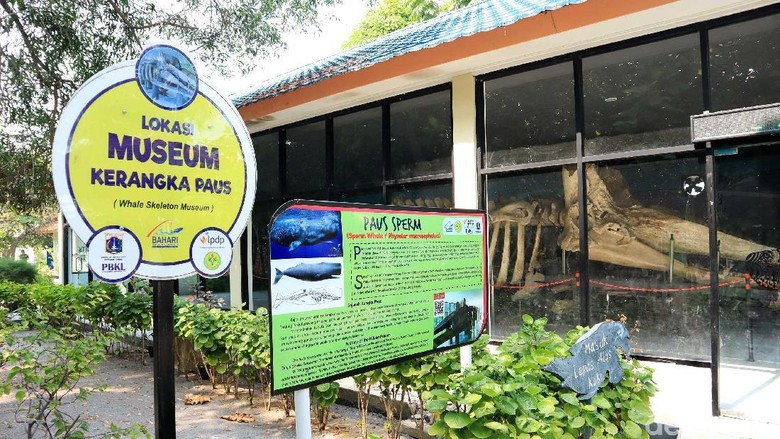 Museum Kerangka Paus di Pulau Tidung Kecil (Randy/detikcom) Museum Kerangka Paus di Pulau Tidung Kecil (Randy/detikcom)