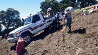Di Kosta Rika, Amerika Tengah, Land Cruiser digunakan untuk memanen wortel pada ketinggian 3.500 meter, di lereng yang curam. Pool/Toyota.