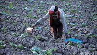 Sebagian lahan persawahan di musim kemarau ini diubah menjadi kebun kembang kol.