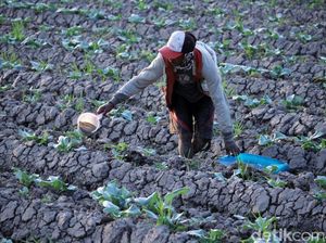 Kemarau Panjang, Petani Padi Beralih Tanam Kembang Kol