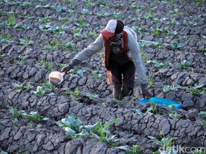 Ancaman Kekeringan Akibat Kemarau di Bandung