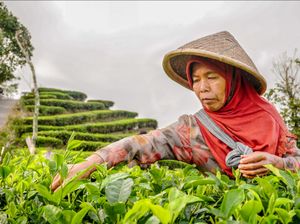 Petani teh