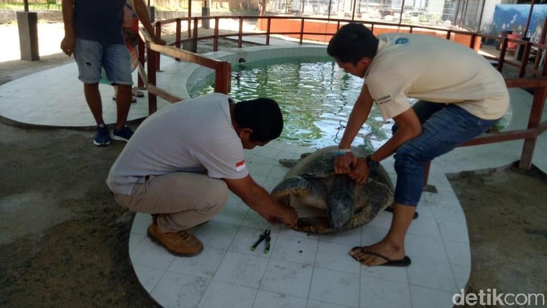 18 Penyu Korban Truk Kecelakaan di Legian Bali Dirawat di Penangkaran 18 Penyu Korban Truk Kecelakaan di Legian Bali Dirawat di Penangkaran