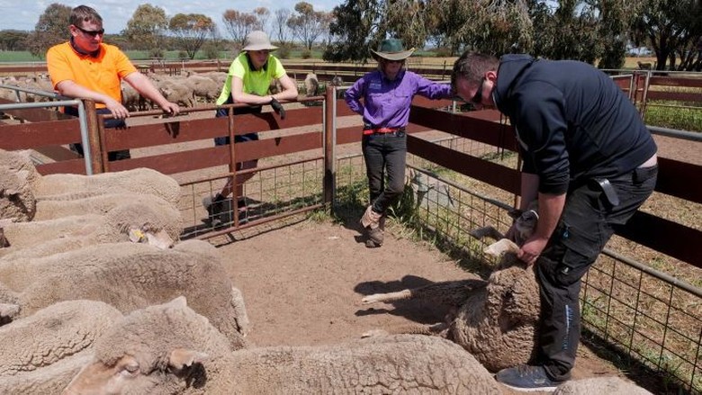 Petani Australia Kesulitan Cari Pekerja, Backpacker Butuh Kemampuan Siap Kerja Petani Australia Kesulitan Cari Pekerja, Backpacker Butuh Kemampuan Siap Kerja