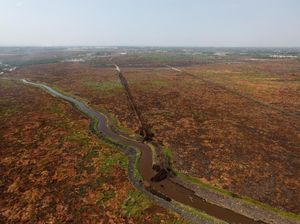 Penampakan Perubahan Hutan Kalimantan dari 1990-2019