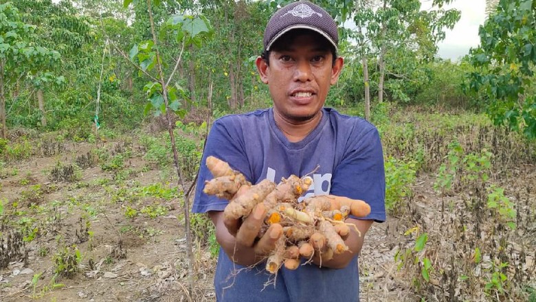 Ini Sosok yang Ubah Wajah Lamteuba dari Surga Ganja ke Lahan Kunyit Ini Sosok yang Ubah Wajah Lamteuba dari Surga Ganja ke Lahan Kunyit