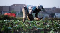Karena di musim kemarau ini sejumlah petani sama-sama menanam kembang kol, harga jual menurun dari Rp 8.000 per kilogram menjadi Rp 2.500 per kilogram. Meski demikian, para petani masih mendapatkan sedikit untung, dibandingkan lahan pesawahannya di musim kemarau tidak digarap.