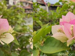 Blind Test iPhone 11 Pro dan Galaxy Note 10+, Suka Mana?