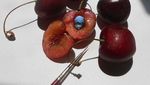 Kulit Kacang Hingga Biji Buah Ini Disulap Jadi Lukisan yang Artistik