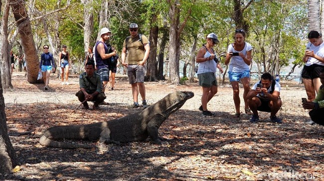 Pulau Komodo Bakal Disulap Jadi Jurrasic Park