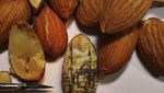 Kulit Kacang Hingga Biji Buah Ini Disulap Jadi Lukisan yang Artistik