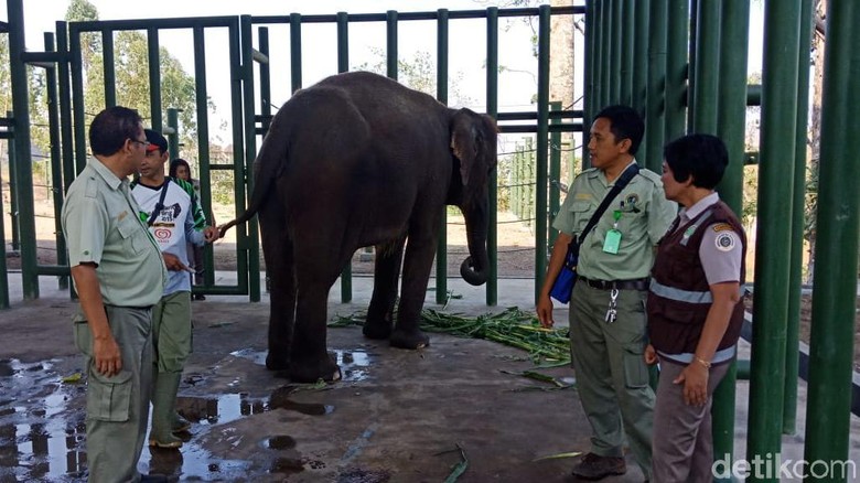 4 Ekor Gajah Indonesia Dipinjam Australia, untuk Apa? 4 Ekor Gajah Indonesia Dipinjam Australia, untuk Apa?