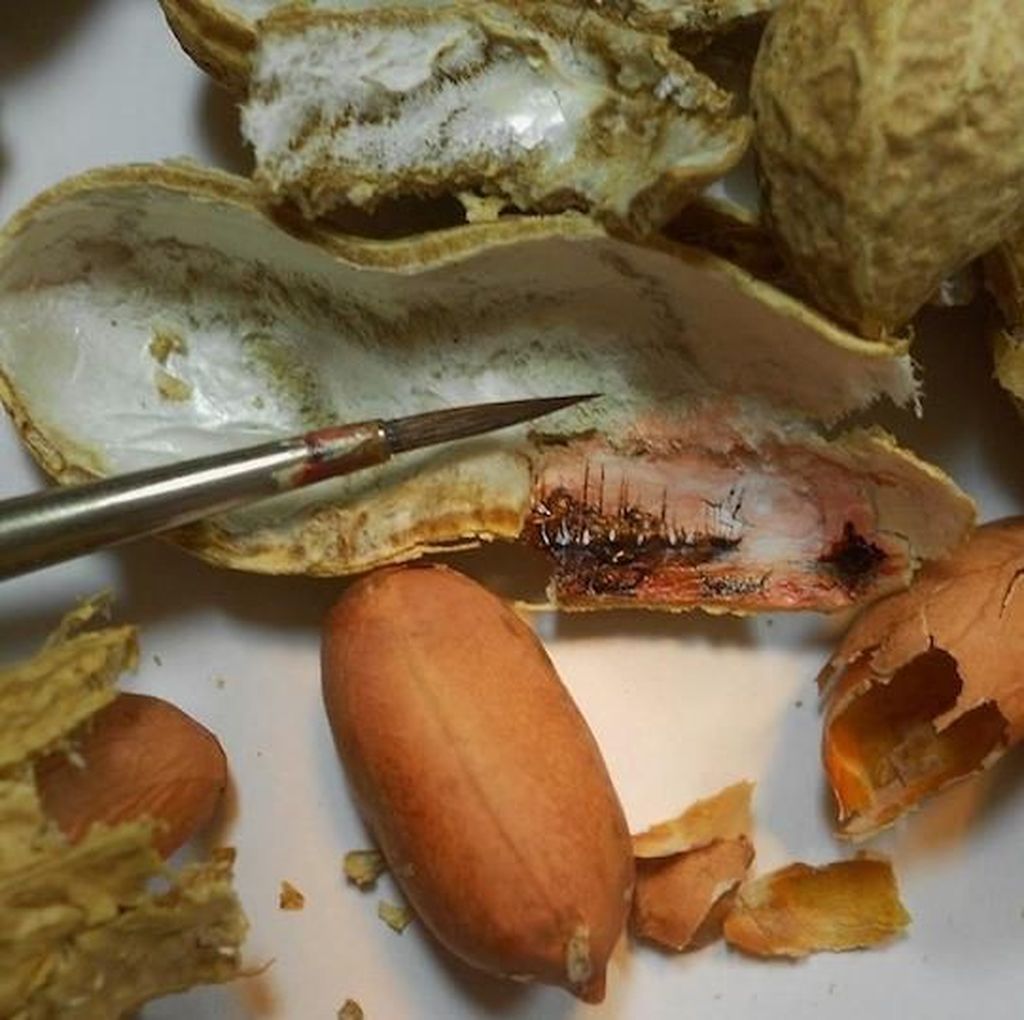 Kulit Kacang Hingga Biji Buah Ini Disulap Jadi Lukisan yang Artistik Kulit Kacang Hingga Biji Buah Ini Disulap Jadi Lukisan yang Artistik
