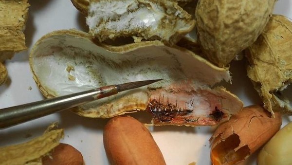 Kulit Kacang Hingga Biji Buah Ini Disulap Jadi Lukisan yang Artistik