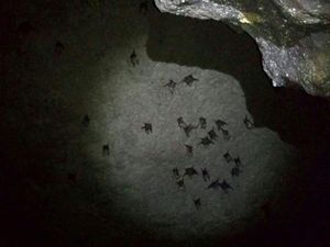 3 Gua Alam di Bogor yang Belum Banyak Orang Tahu