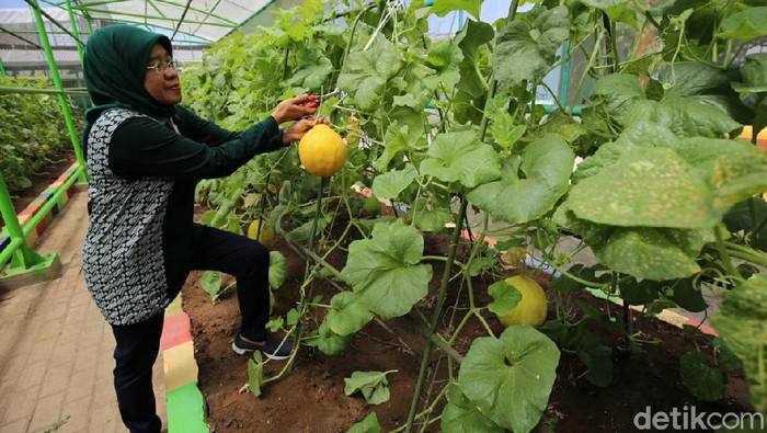 Pemkot Ajak Warga Surabaya Panen Raya Sayur dan Buah di Mini Agrowisata