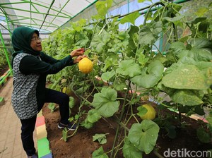 Pemkot Ajak Warga Surabaya Panen Raya Sayur dan Buah di Mini Agrowisata