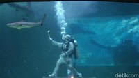 Sea World mungkin tak asing lagi bagi traveler. Akuarium raksasa ini punya atraksi-atraksi menarik, salah satunya live feeding shark. (Tasya/detikcom)