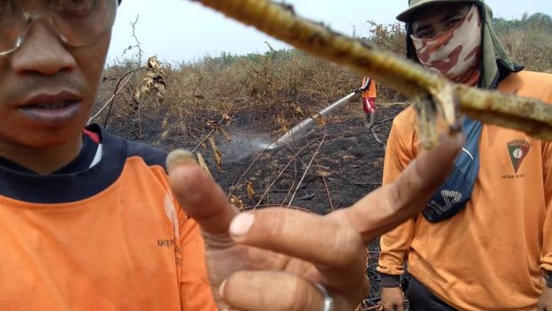 Ya Ampun, Ada lagi 'Ular Berkaki' di Riau