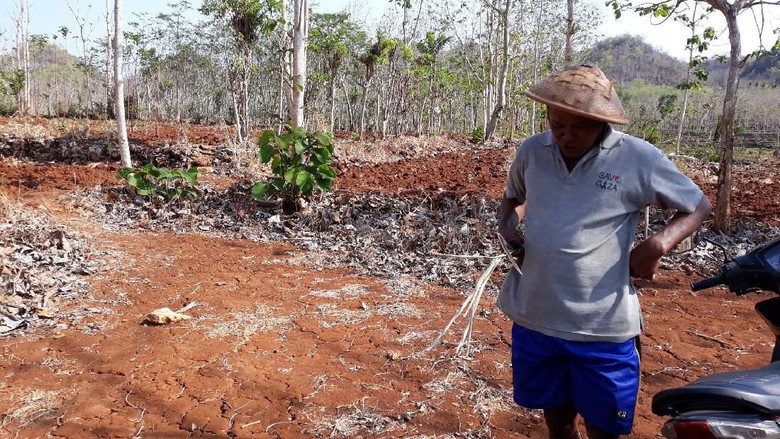 Dampak Kemarau, Monyet Ekor Panjang Turun ke Permukiman Warga di Gunungkidul Dampak Kemarau, Monyet Ekor Panjang Turun ke Permukiman Warga di Gunungkidul