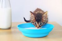 Jangan Dibuang! Susu Basi Bisa Dimanfaatkan untuk 6 Hal Ini