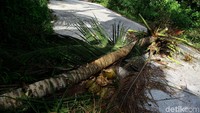 Bahkan beberapa pohon kelapa roboh hingga menutup jalan.