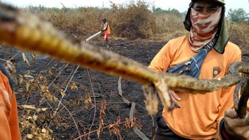 Ular berkaki kembali ditemukan di Kelurahan Sekip Hilir, Kecamatan Rengat. Ular ditemukan pada tanggal 25 September 2019, namun kali ini kejadiannya siang hari. (KPBD Indragiri Hulu)
