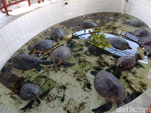 Telusuri Asal, Petugas Ambil Sampel DNA Penyu Korban Kecelakaan di Bali