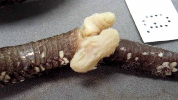 Fakta ilmiah gambar penis ular jantan atau hemipenes dari ular famili Trimeresurus sp. (Ular punai) yang habitatnya di hutan Sumatera. Rupanya ada kemiripan bentuk. (Research Gate)