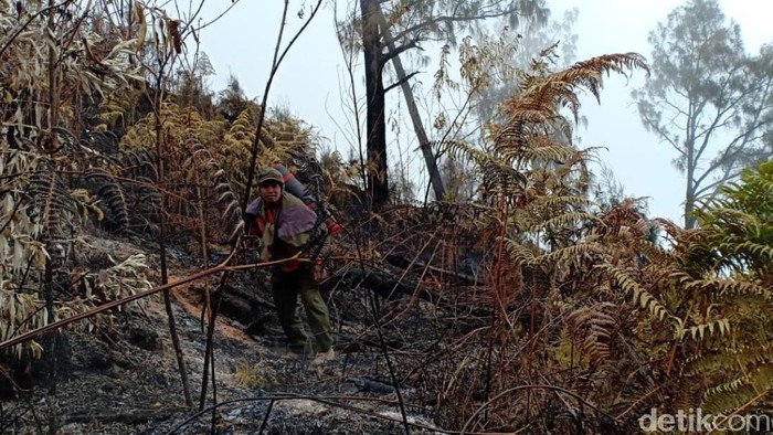 Kebakaran Tahura Gunung Arjuno-Welirang Padam, 100 Hektare Ludes