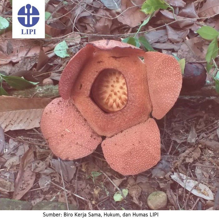 Bunga Bangkai Raksasa Kembali Mekar Di Kebun Raya Bogor
