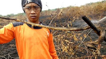 Lokasinya 100 meter dari lokasi ular yang pertama. Diyakini ini jenis ular yang sama (KPBD Indragiri Hulu)