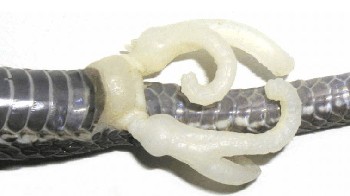 Fakta ilmiah bentuk kaki ular itu dibandingkan dengan foto penis ular jantan atau hemipenes dari ular famili Trimeresurus sp. (Ular punai) Sumatera. Sama bukan? (Research Gate)