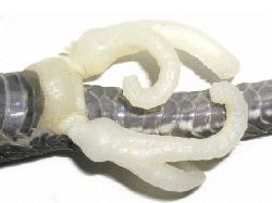 Ular Berkaki, Dari Mitos Sampai Fakta Ilmiah