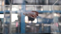 Gambar ikan cupang jenis plakat fancy yang diikuti dalam Betta Contest and Exhibition. (Dok Istimewa)