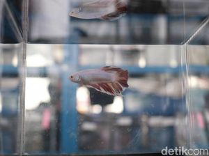 Antisipasi DBD, Dinkes Cimahi Sarankan Warga Pelihara Ikan Cupang