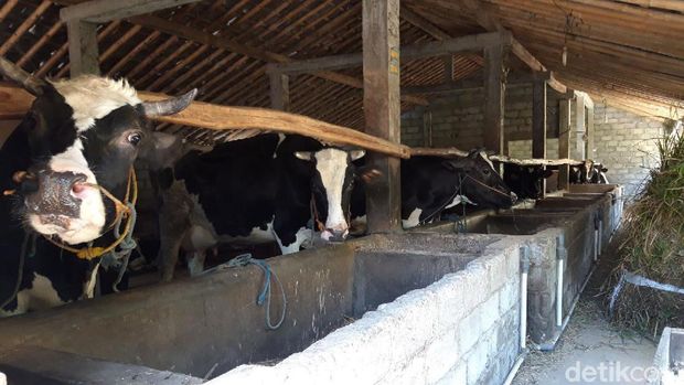 Kemarau Panjang, Warga di Boyolali Jual Sapi untuk Beli Pakan Sapi