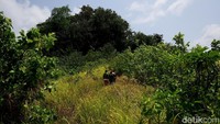 Pulau ujung utara Indonesia, Miangas menyimpan banyak cerita. Salah satu tempat wisata yang bisa traveler kunjungi adalah Tempat Keramat. (Muhammad Ridho)