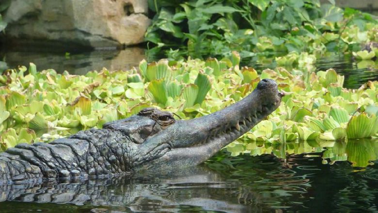 Buaya bertelur banyak atau sedikit