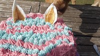 Cake bentuk llama ini, membuat para llama yang asli menjadi tertarik dan mulai memakannya. Jangan lupa abadikan momen-momen seru ini. Foto: Istimewa
