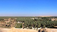 Ini adalah Osias Al Ahsa, oasis terbesar di Arab Saudi bahkan di dunia. Oasis ini salah satu dari 5 Warisan Dunia UNESCO di Arab Saudi (Foto: UNESCO)