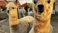 Di Alpakafarm Nieplitzhof, ada lebih dari 60 llama yang imut dan menggemaskan. Mereka kan menyambut setiap pengunjung, dan mengajak pengunjung untuk bermain bersama. Foto: Istimewa