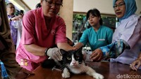 Dari target 4.290, vaksin diberikan pada 4.348 HPR. Sebagai rincian 4.348 HPR diantaranya anjing sebanyak 2.011, kucing (2.330), kera (12) dan musang sebanyak 25.