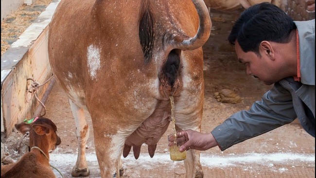 Kencing Sapi hingga Soda Bawang Putih, 5 Minuman Kemasan Ini Bikin Heboh